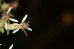 Toothed whitetop aster 